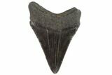 Juvenile Megalodon Tooth - Georgia #90739-1